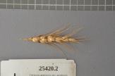 Click for 1 image(s) for this accession. Spike